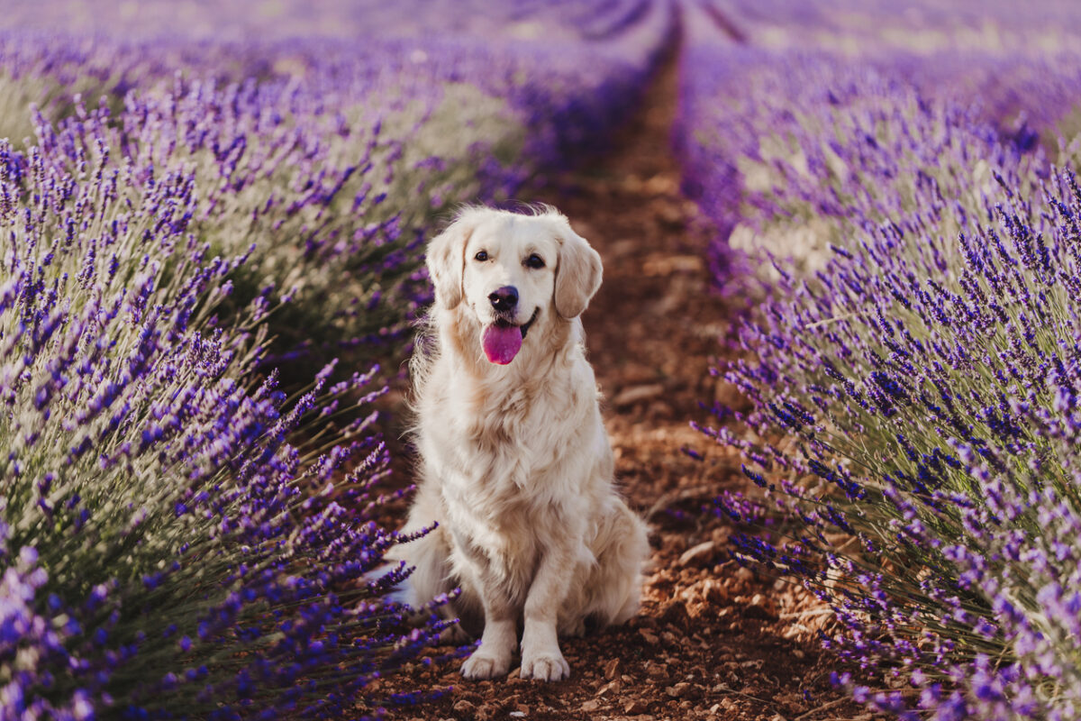 Vakantie Frankrijk met hond
