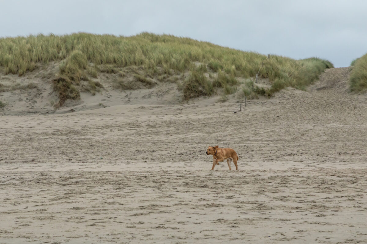 Vakantie Texel met hond Tips 