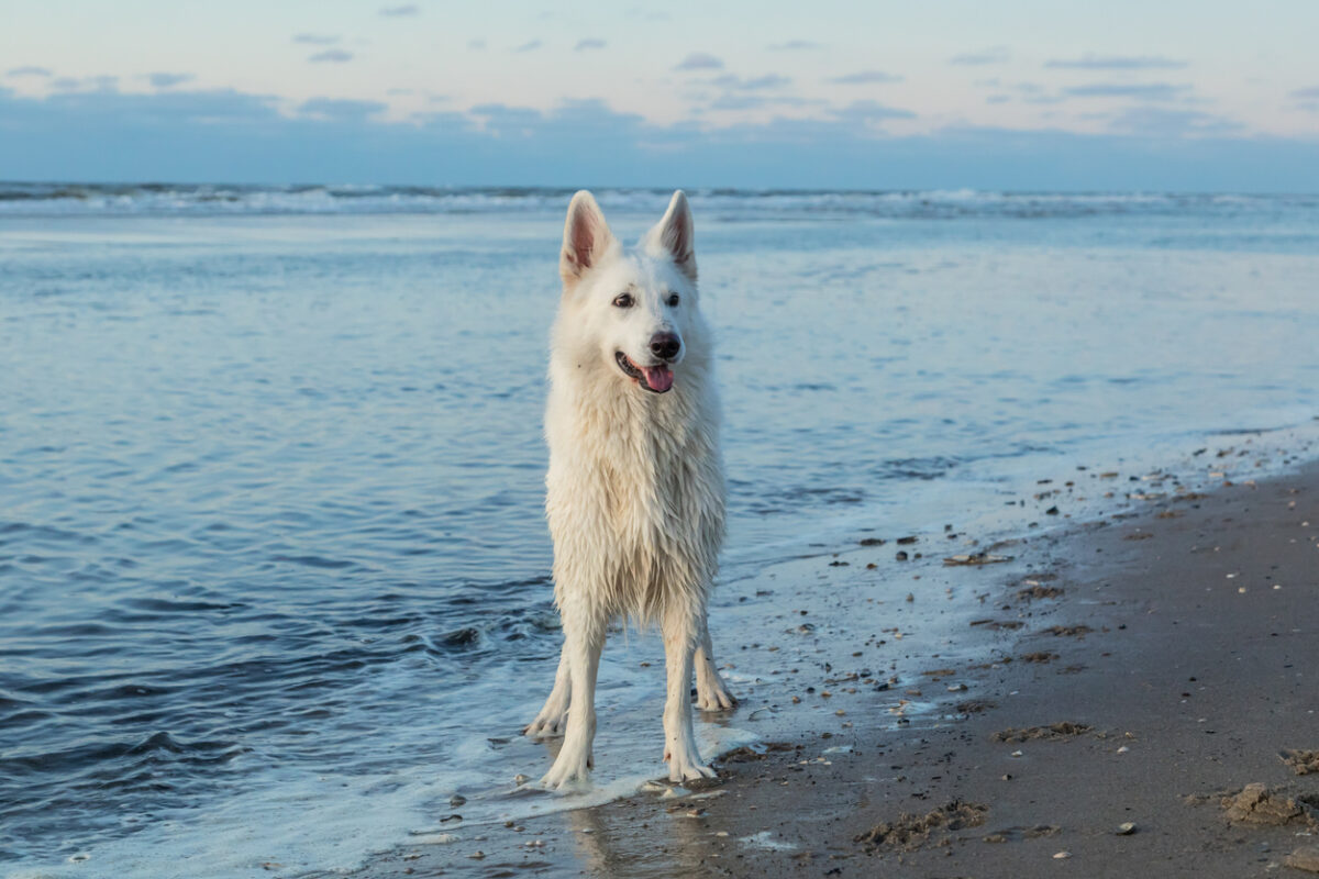 vakantie texel met hond tips