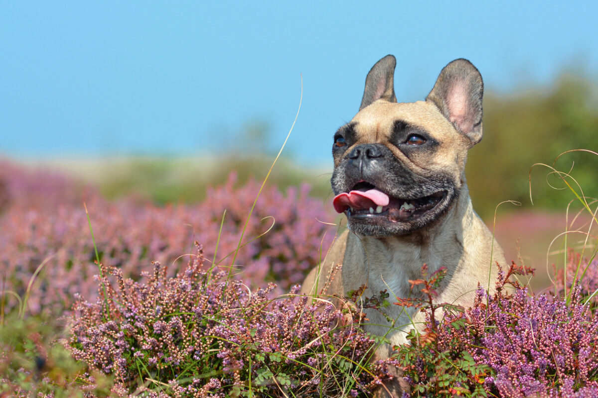 heidewandeling texel hond