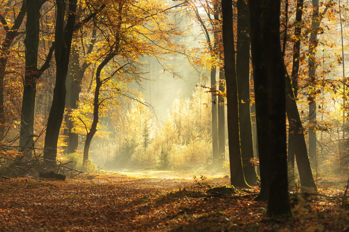 Vakantiehuis Veluwe