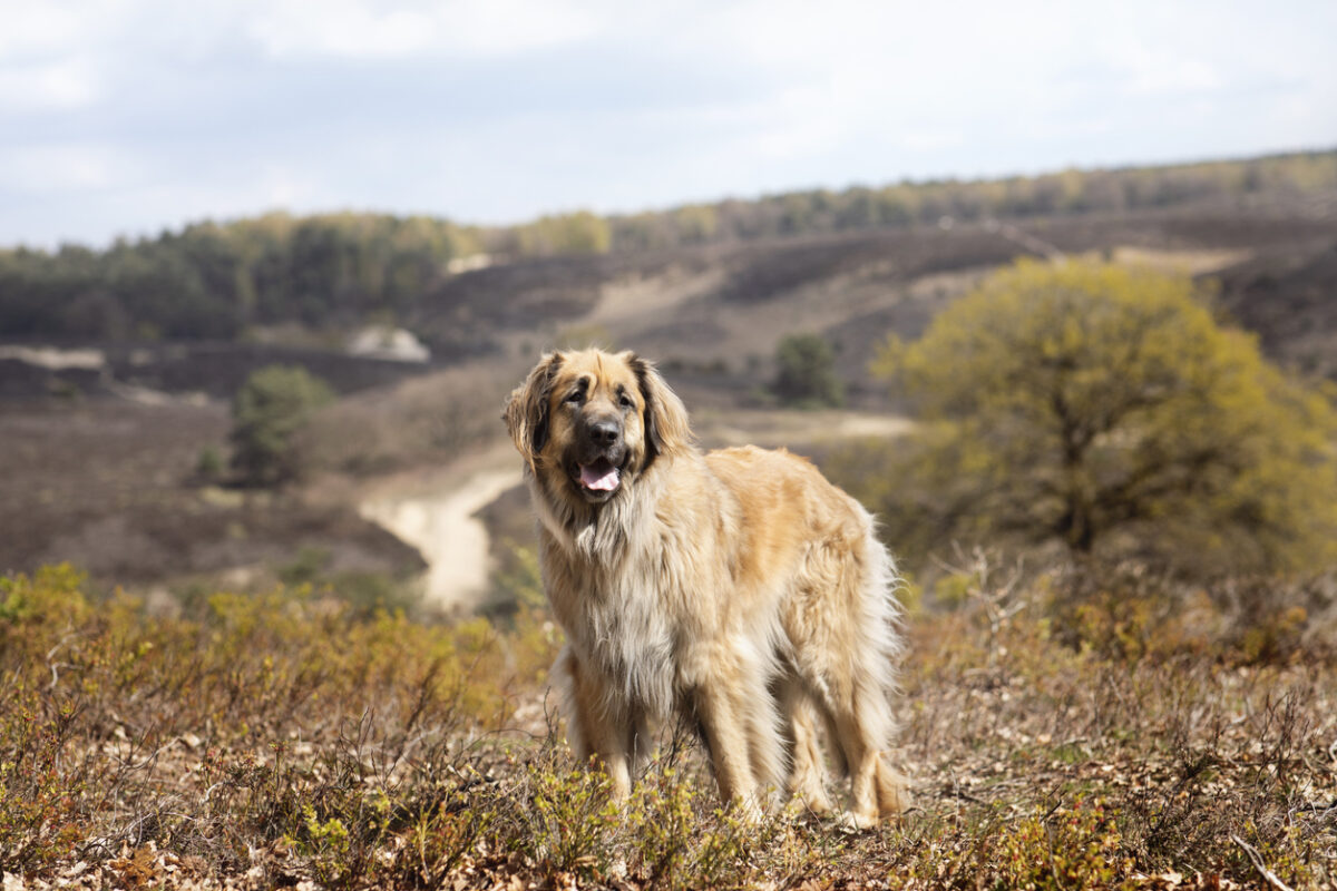 Vakantie met hond op de Veluwe