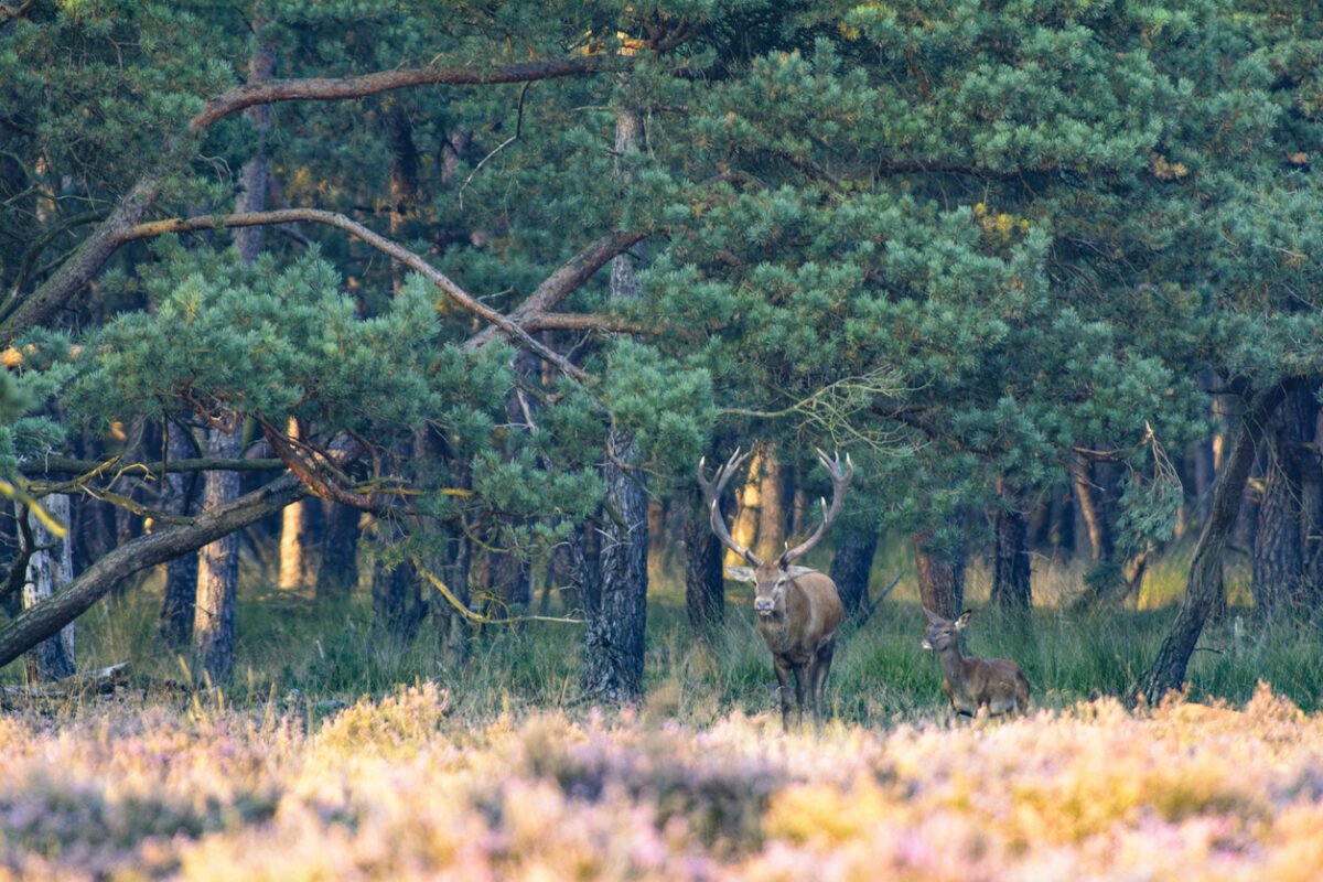 Natuurgebied Veluwe weekendje weg
