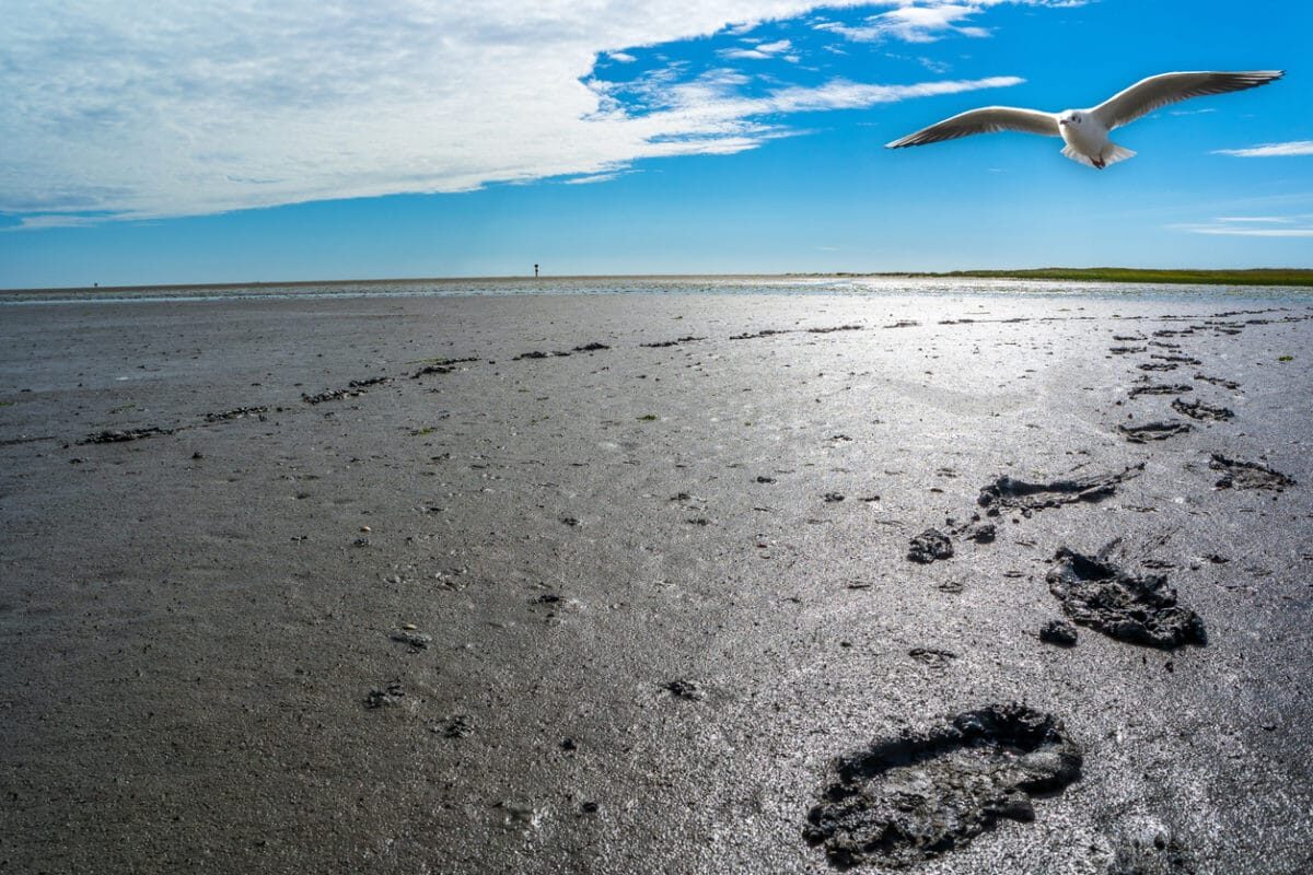 Wadlopen vanuit je huisje aan zee op een Waddeneiland