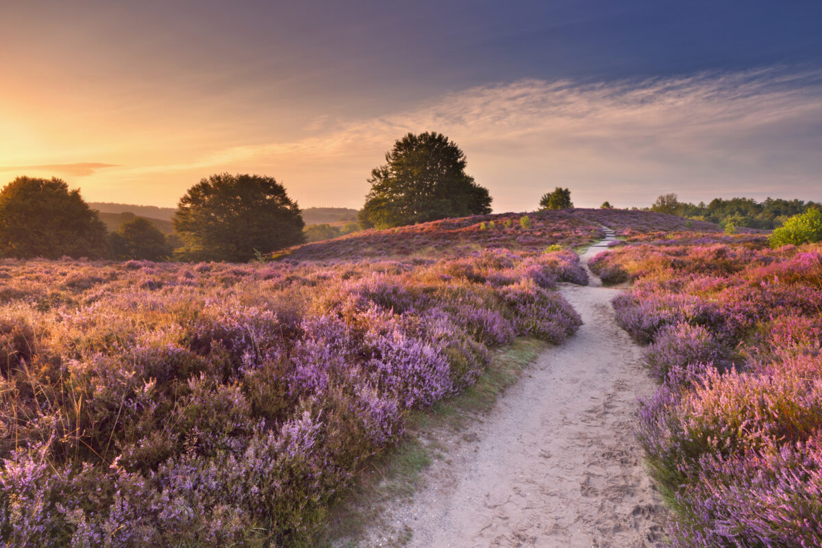 Bloeiende heidevelden op de Veluwe tijdens zomervakantie in Nederland