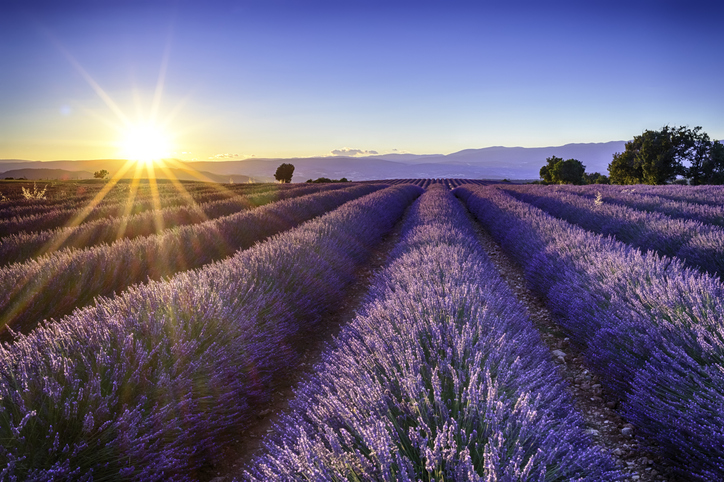Lavender fields in France
