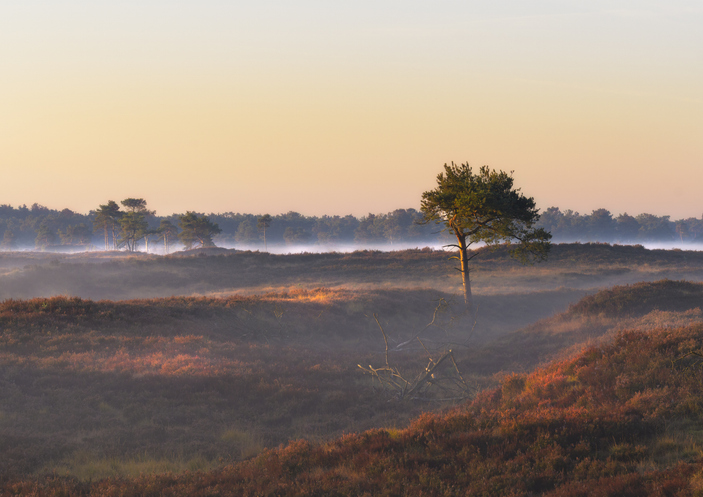 Herfst wandeling Nederland België Kalmthoutse Heide heidelandschap met mist