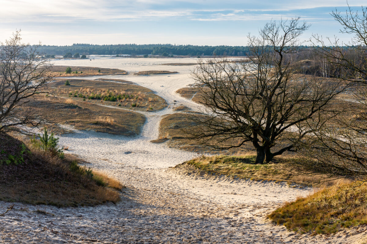 Herfst wandelingen Nederland Loonse en Drunense Duinen zandvlaktes en herfstkleuren