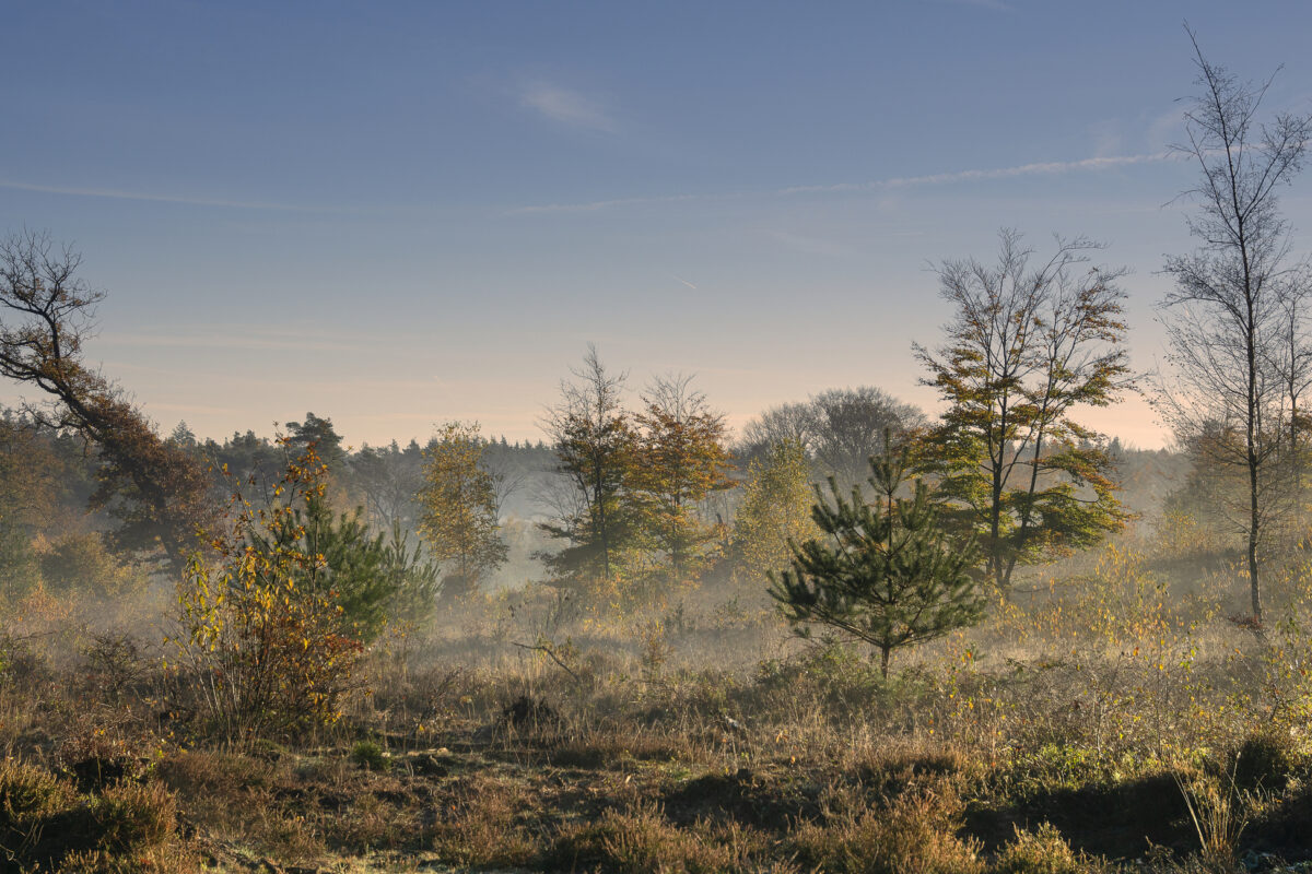 Herfst wandelingen Nederland Veluwe in de ochtend met dauw