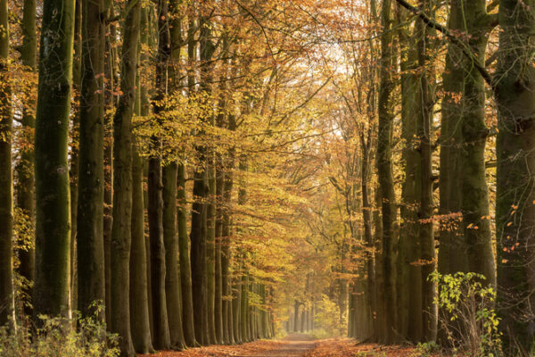 Herfst wandelingen Nederland herfstbos vol kleuren