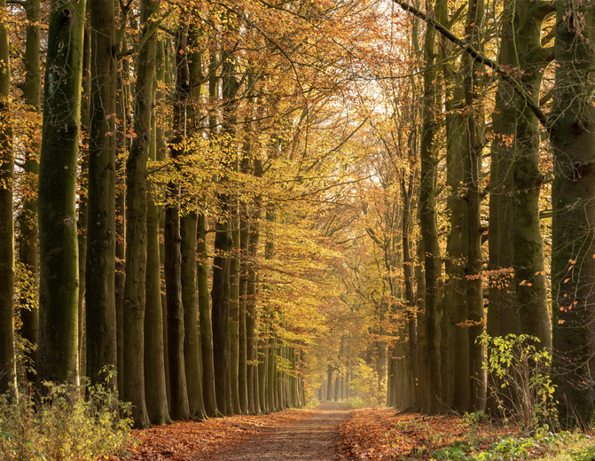 Herfst wandelingen Nederland Amerongse Bos beukenlaan herfstkleuren