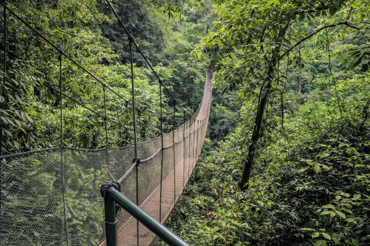 Hängebrücke am Rothaarsteig bij Schmallenberg in het Sauerland, een lange voetgangersbrug midden in het groene bos.