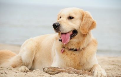 Vakantiehuis huren Heerlijke Huisjes