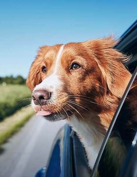 Vakantie met hond aan de Costa Blanca