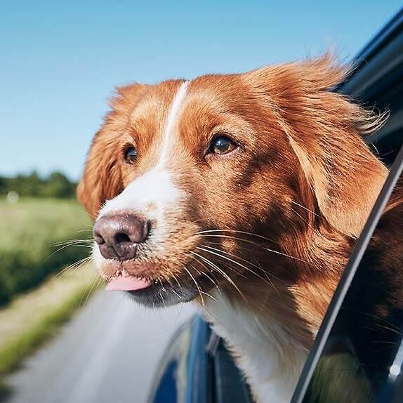 Vakantie met hond in het Frankische merengebied